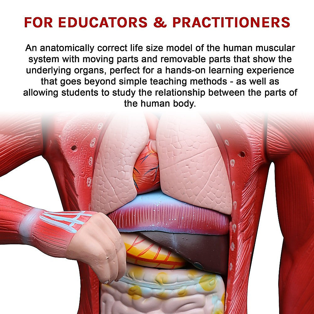Human Anatomical Muscular Model Muscle System - Melbourne Home & Living