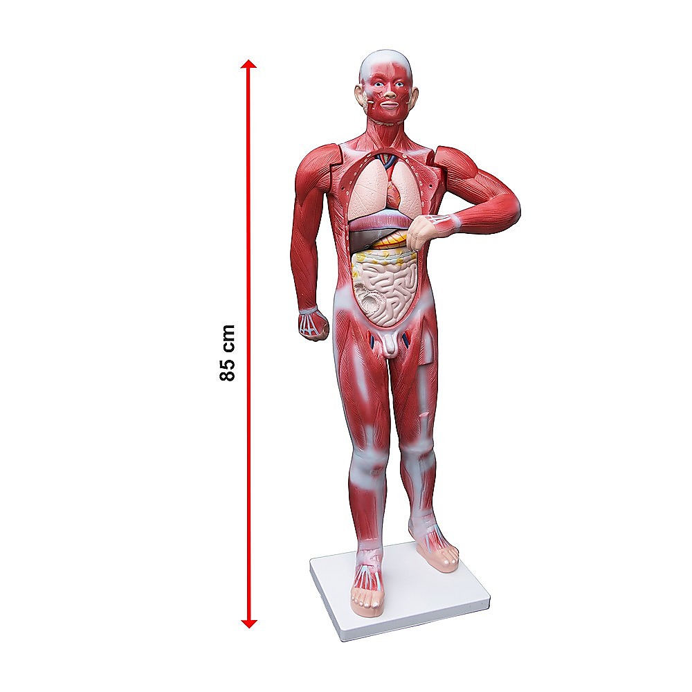 Human Anatomical Muscular Model Muscle System - Melbourne Home & Living