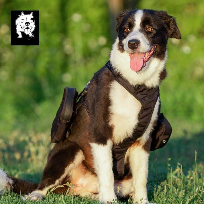 Whinhyepet Military Harness Black