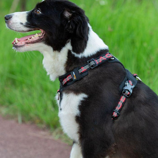 Lightweight 3M reflective Harness Black