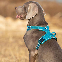 High Density NYLON Pull Harness Blue