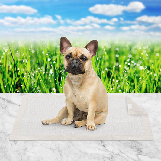 Pet Training Pads 100Pcs