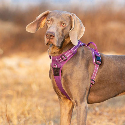 High Density NYLON Pull Harness Purple